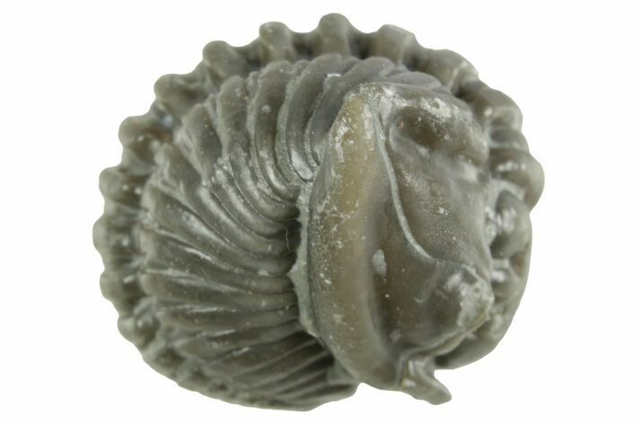 Wide Enrolled Flexicalymene Trilobite - Mt Orab, Ohio #380280
